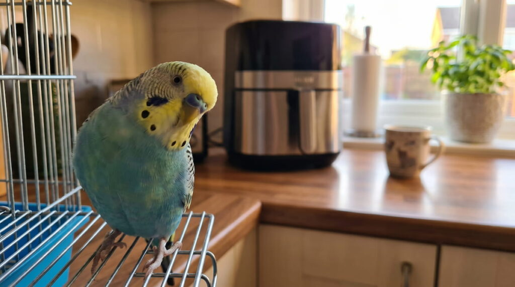 parakeet on cage with air fryer in blurred kitchen background bird safety
